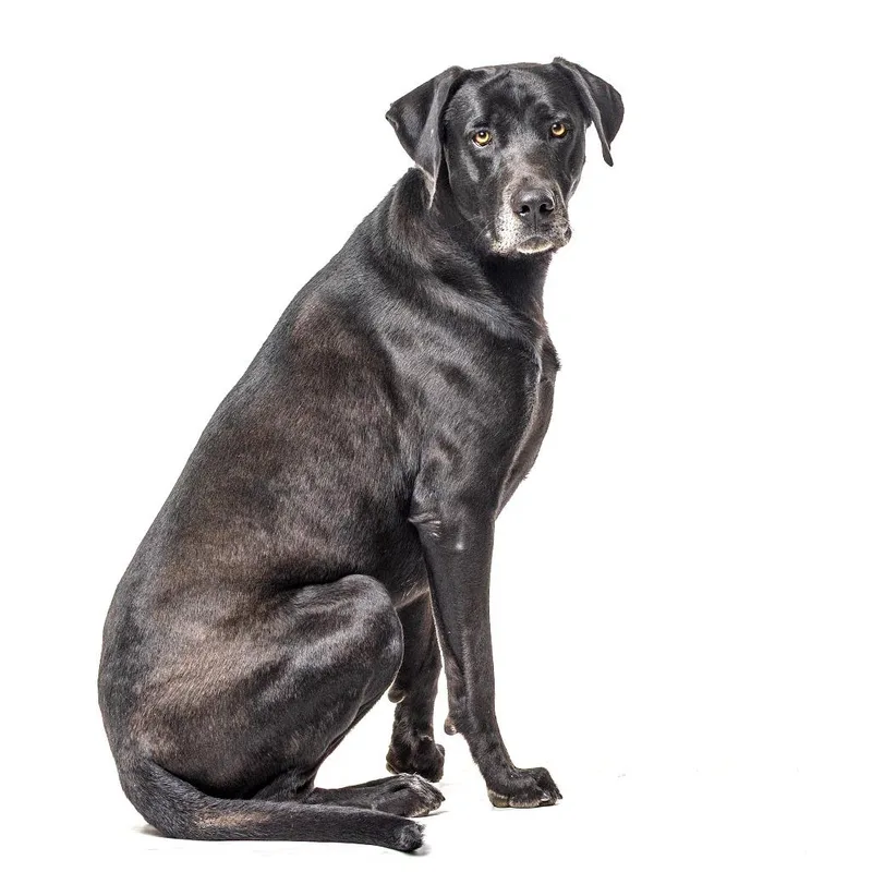 A young large-sized male Black Labrador Retriever dog named Rocky for adoption in Reno, NV