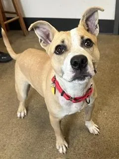 A baby medium-sized male Yellow / Tan / Blond / Fawn Carolina Dog dog named Kalabar for adoption in Cleveland, OH