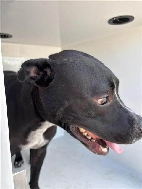 A young large-sized male Labrador Retriever dog named Dumpling for adoption in Houston, TX