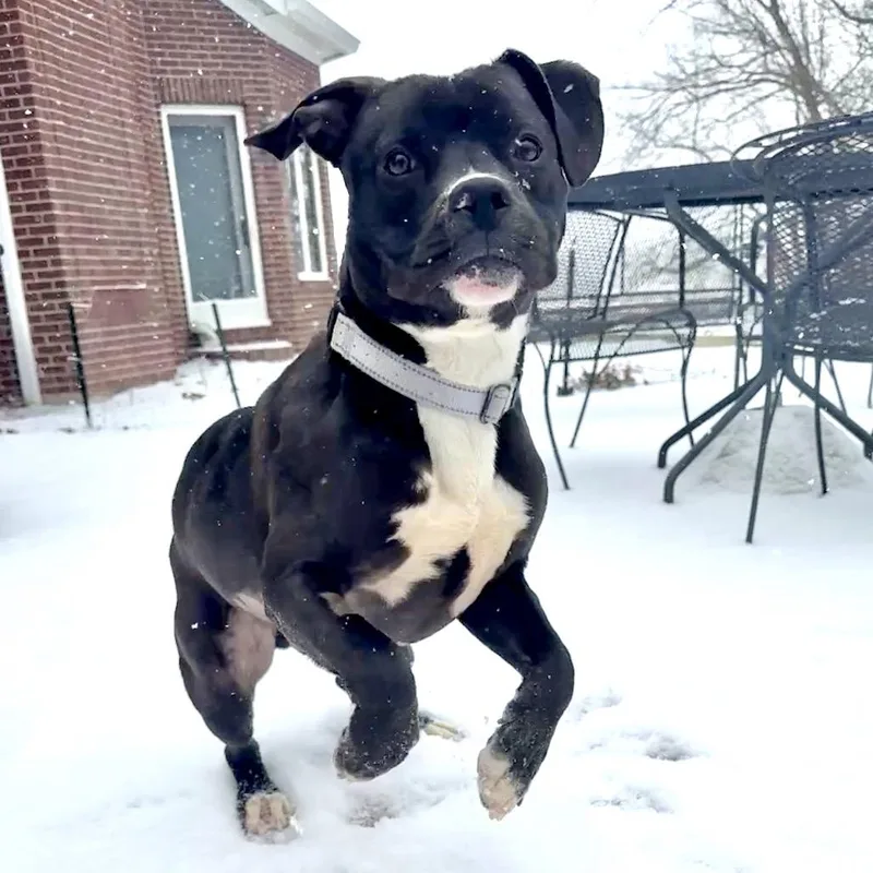 Bobby Fc thumbnail 2