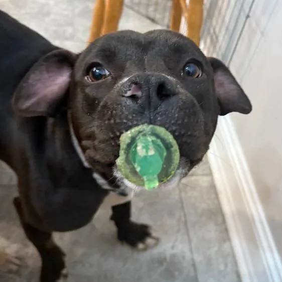 Bobby Fc thumbnail 3