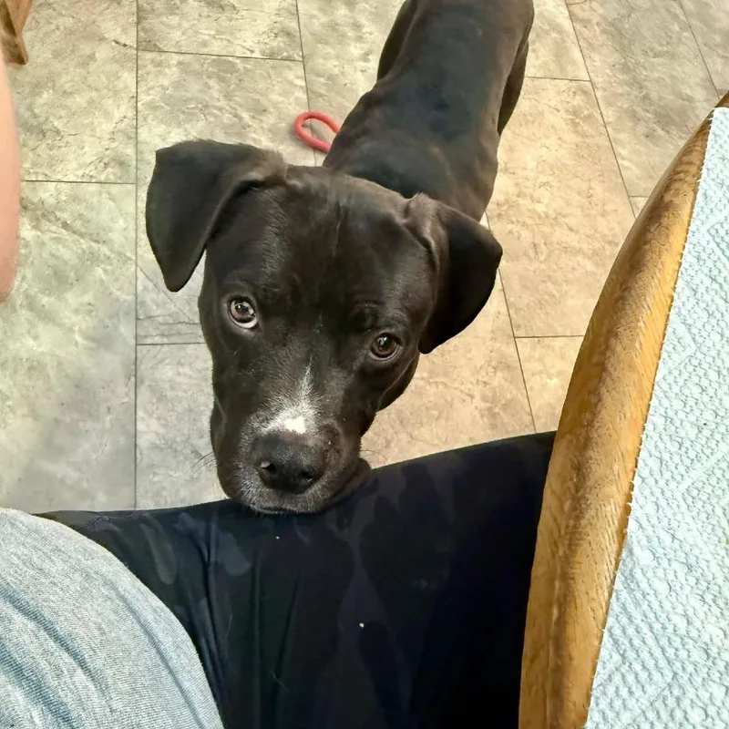 Bobby Fc thumbnail 4