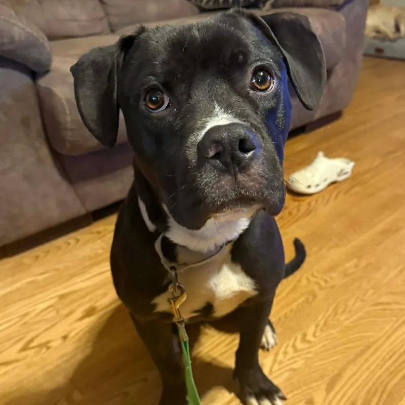 Bobby Fc thumbnail 6