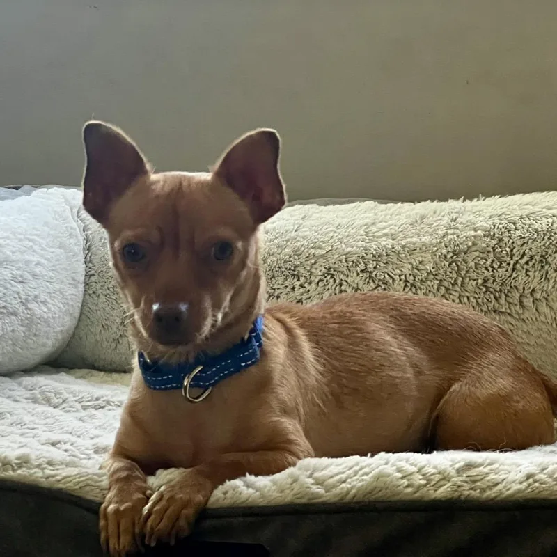 An adult small-sized female Chihuahua dog named Mila for adoption in Rochester, MN