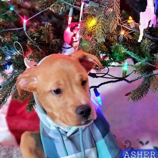 Asher