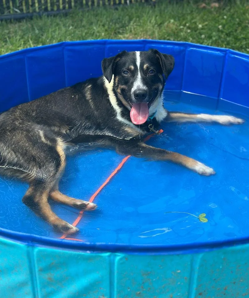 A young medium-sized male Mixed Breed dog named Kringle for adoption in Weaverville, NC