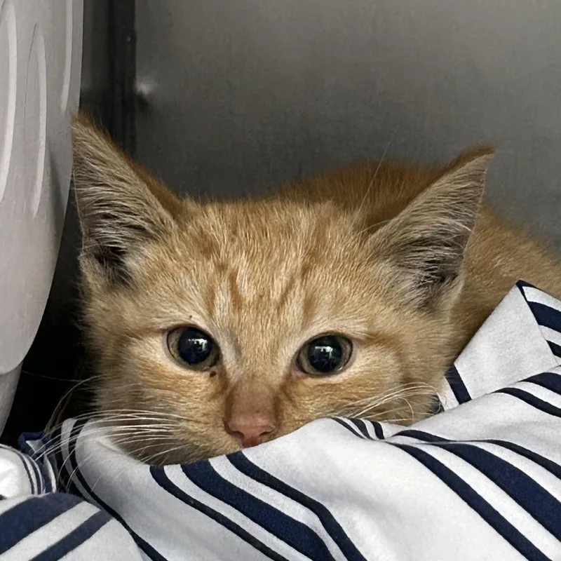 A baby small-sized male Buff / Tan / Fawn Domestic Short Hair cat named Merlin for adoption in Newark, NJ