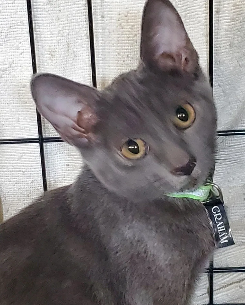 A baby medium-sized male Gray / Blue / Silver Russian Blue cat named Graham for adoption in Las Cruces, NM