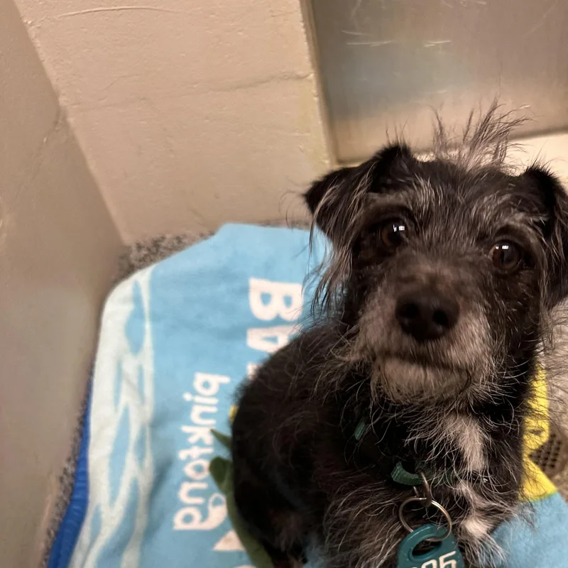 An adult small-sized male Miniature Schnauzer dog named Mr. Sir for adoption in Manassas, VA