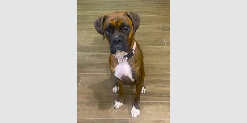 A young medium-sized female Boxer dog named Jessie Ii for adoption in Hewitt, TX
