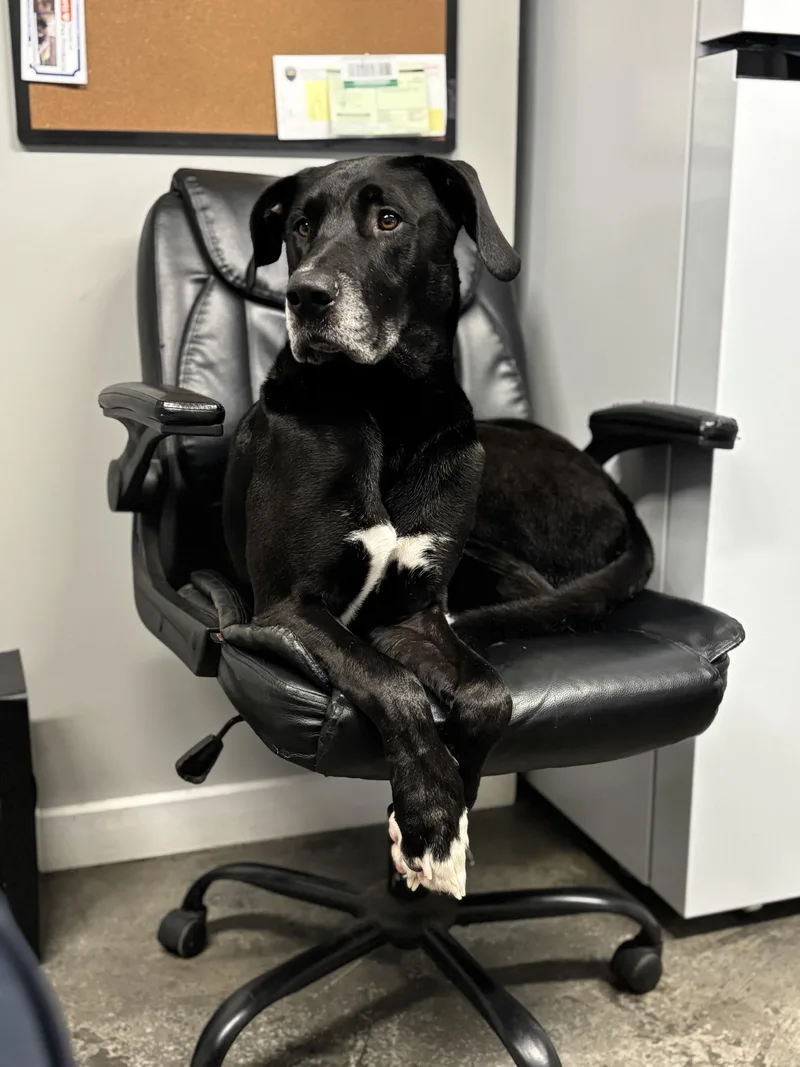 An adult large-sized female Black Great Dane dog named Eevee for adoption in Lebanon, TN