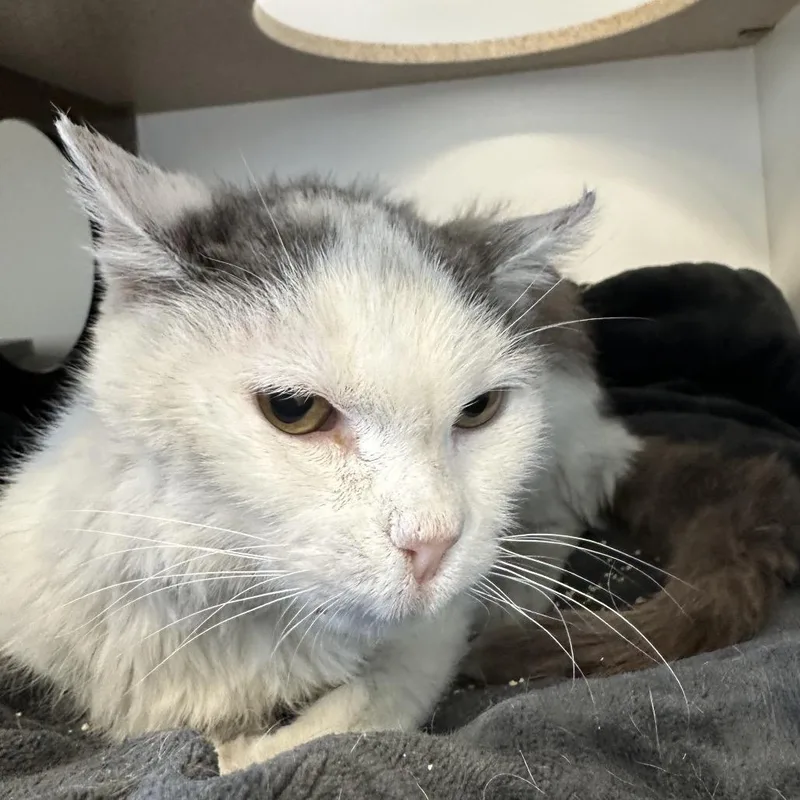 A senior medium-sized male White Domestic Medium Hair cat named George for adoption in Park City, UT