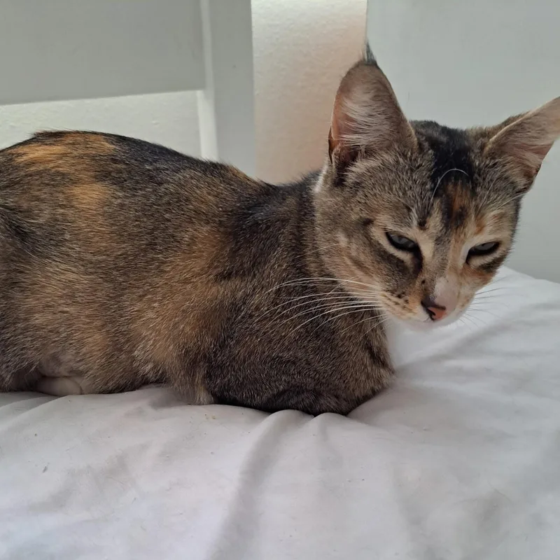 Rosie "solo Cat  thumbnail 2