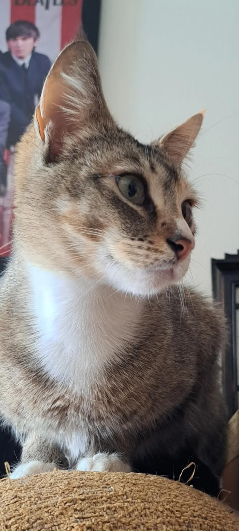 Rosie "solo Cat  thumbnail 3