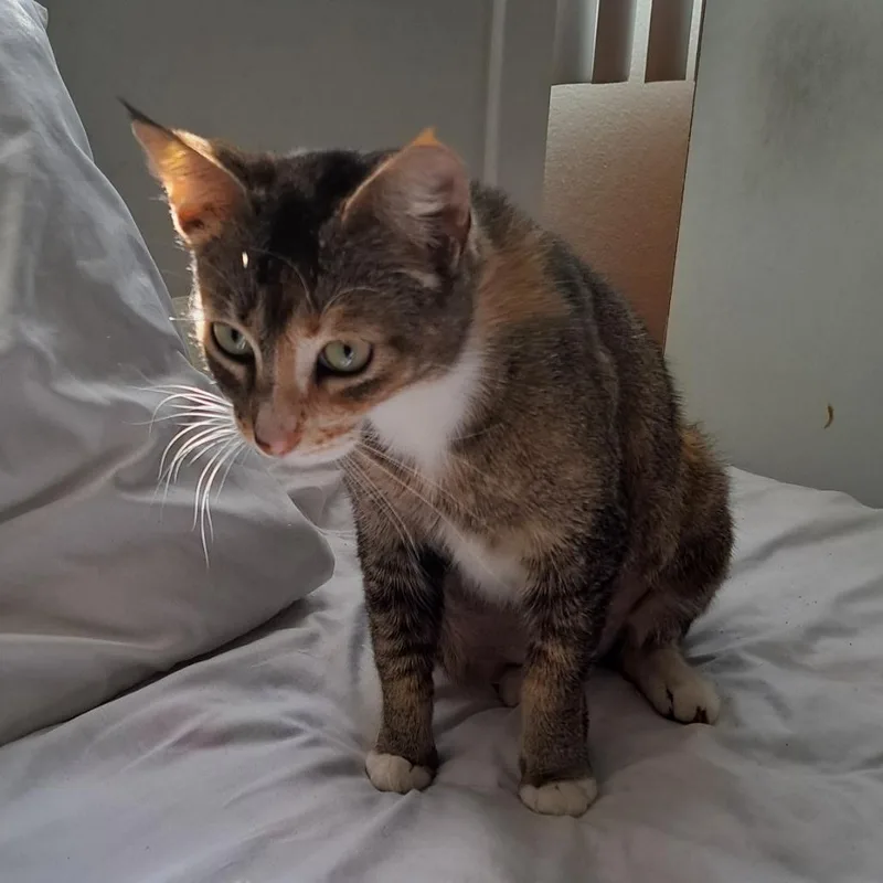 Rosie "solo Cat  thumbnail 4