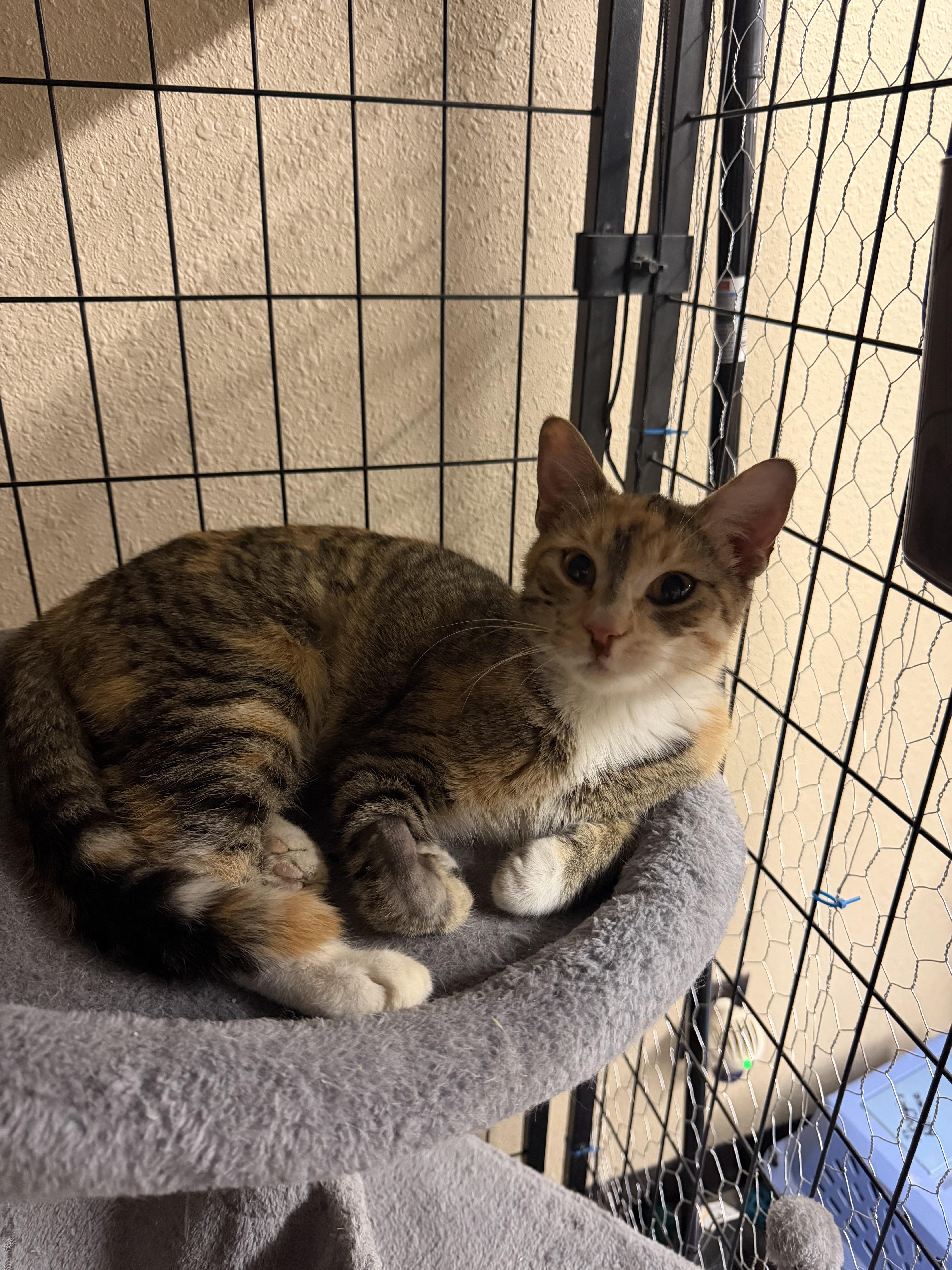 An adult medium-sized female Torbie cat named Ally for adoption in Mauston, WI