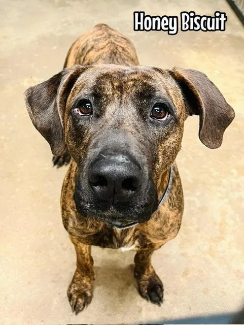 Honey Biscuit thumbnail 2