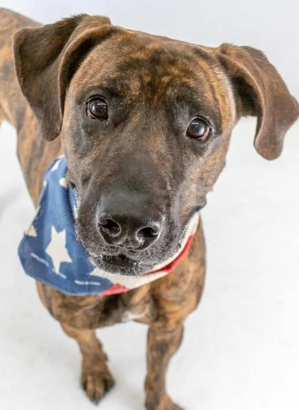 Honey Biscuit thumbnail 3