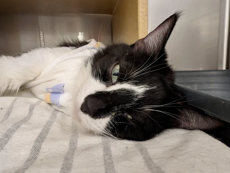 An adult medium-sized female Black & White / Tuxedo Tuxedo cat named Addison for adoption in San Juan Capistrano, CA