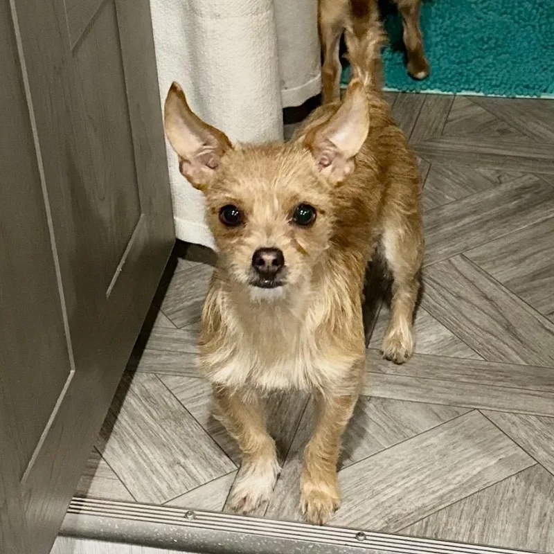 A baby small-sized female Yellow / Tan / Blond / Fawn Chorkie dog named Sandy for adoption in Pelham, NH