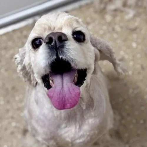 A senior medium-sized male Cocker Spaniel dog named Wiley for adoption in New Fairfield, CT