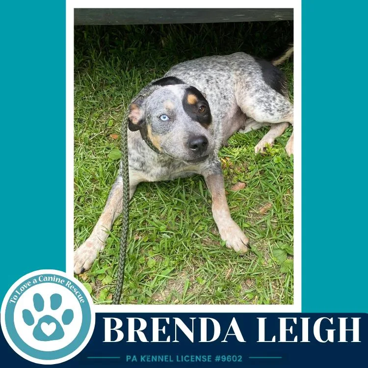 A young medium-sized female Merle (Blue) Australian Cattle Dog / Blue Heeler dog named Brenda Leigh for adoption in Kimberton, PA