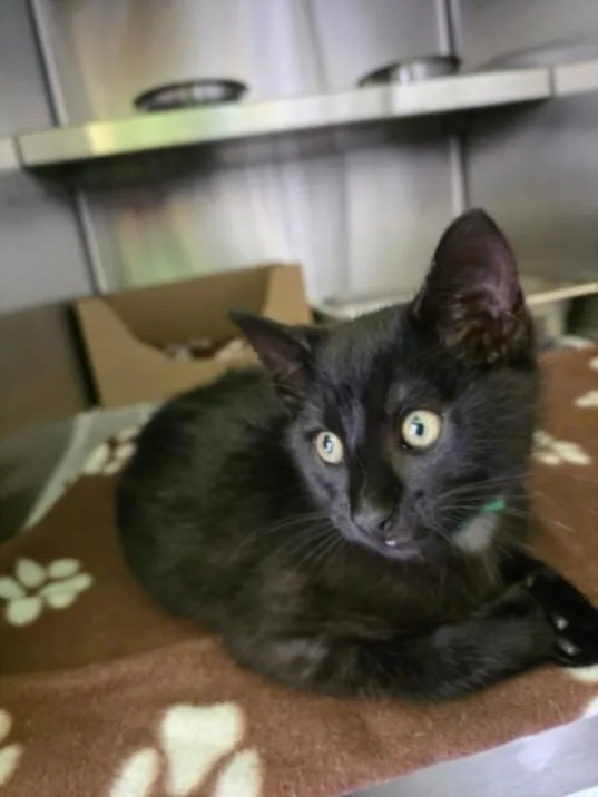 A baby small-sized male Domestic Short Hair cat named M Bappe' for adoption in Los Angeles, CA