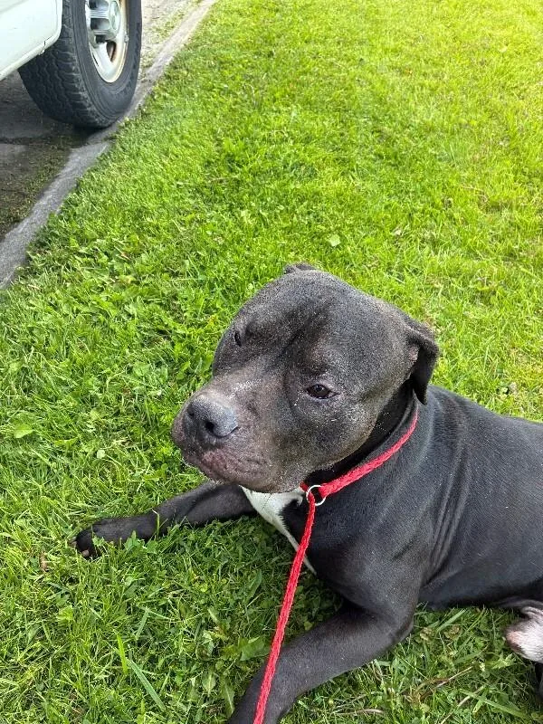 An adult large-sized male Black American Bulldog dog named Rufus for adoption in Rochester, NY