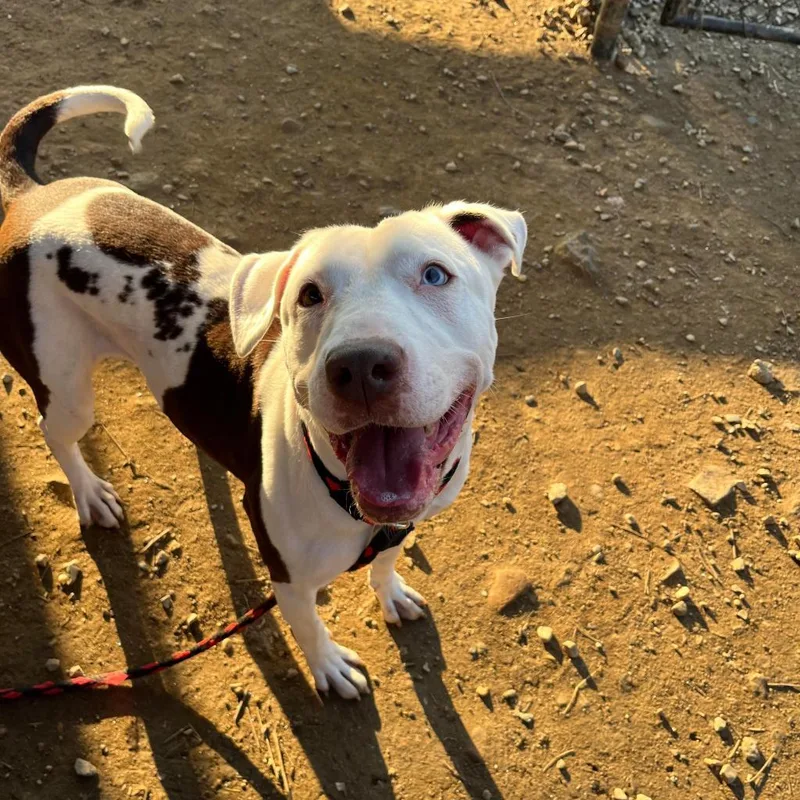 A senior medium-sized female White / Cream Pit Bull Terrier dog named Starfish for adoption in Philadelphia, PA
