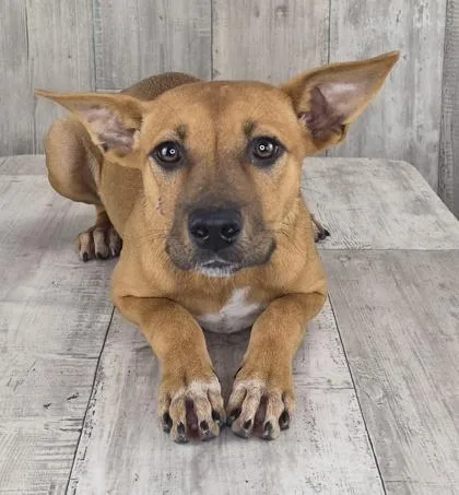 Roo