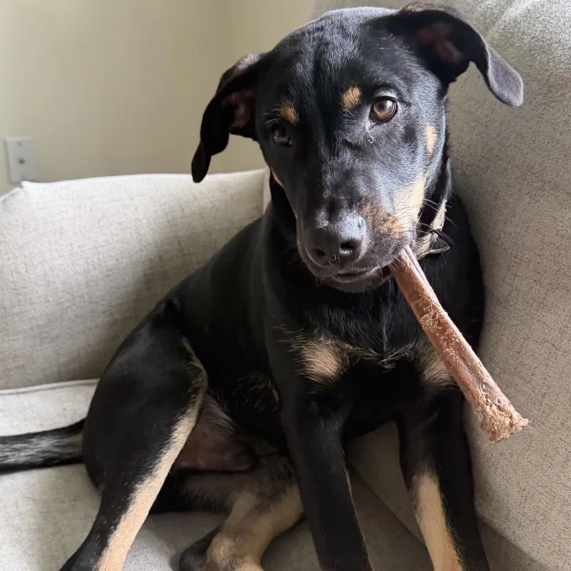 A baby medium-sized male Labrador Retriever dog named Rio for adoption in Lake Hopatcong, NJ