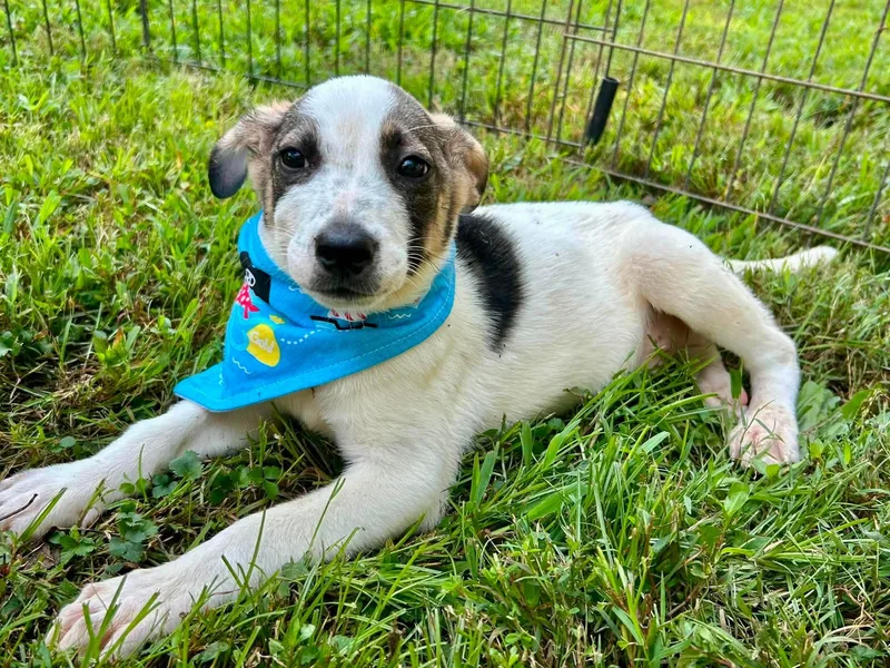 A baby medium-sized male Brindle Labrador Retriever dog named Buzz for adoption in Watertown, CT