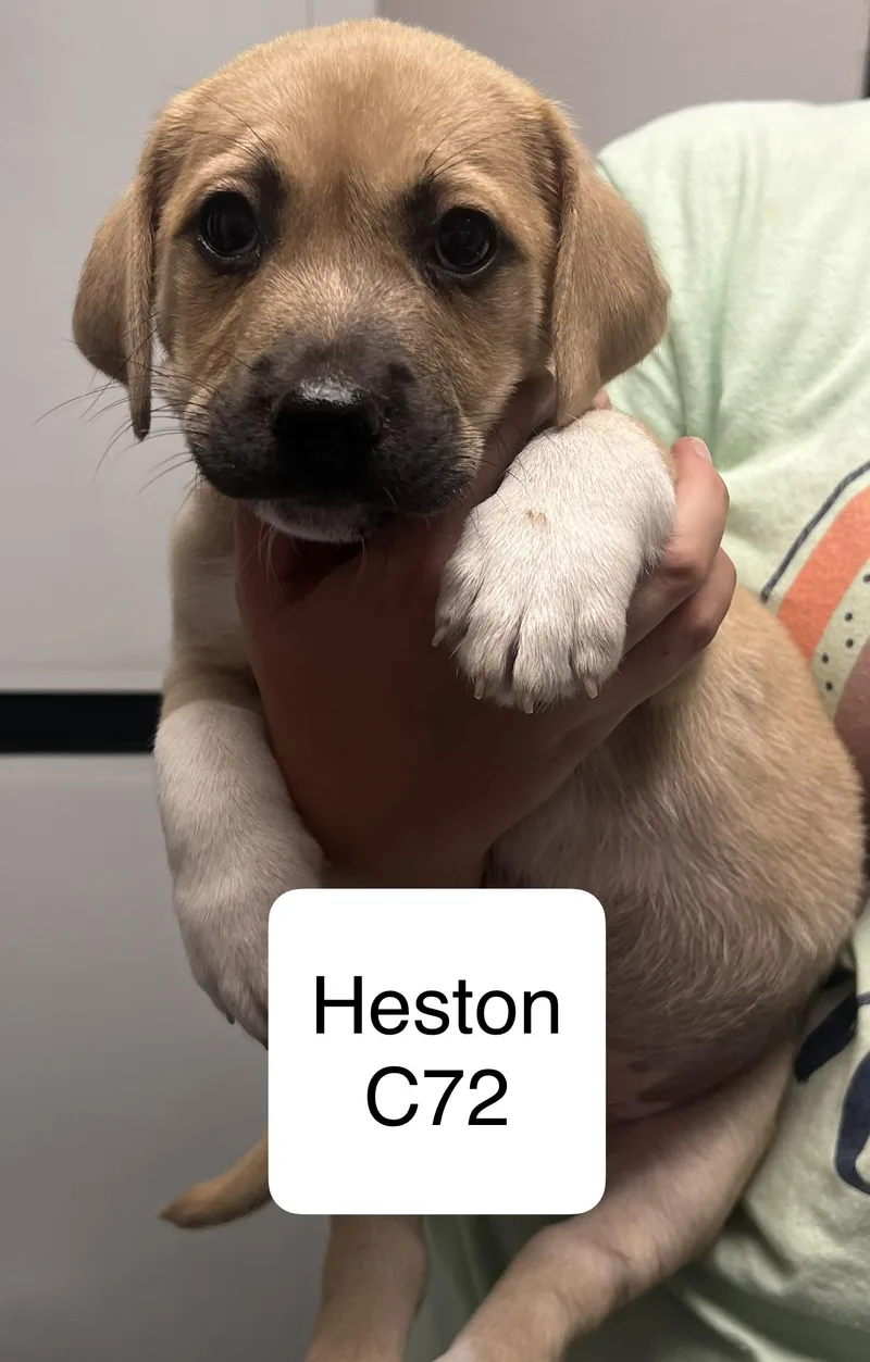 A baby medium-sized male Brown / Chocolate Beagle dog named Heston for adoption in Morganton, NC