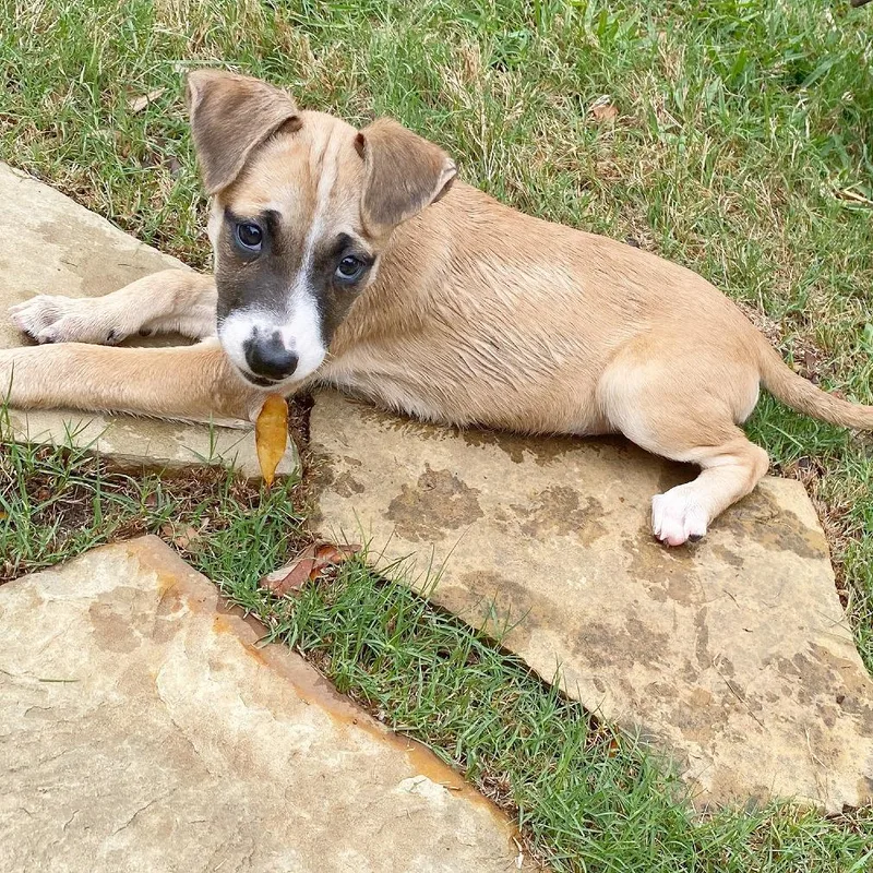 A baby medium-sized female Sable Shepherd dog named Bunny for adoption in Flower Mound, TX