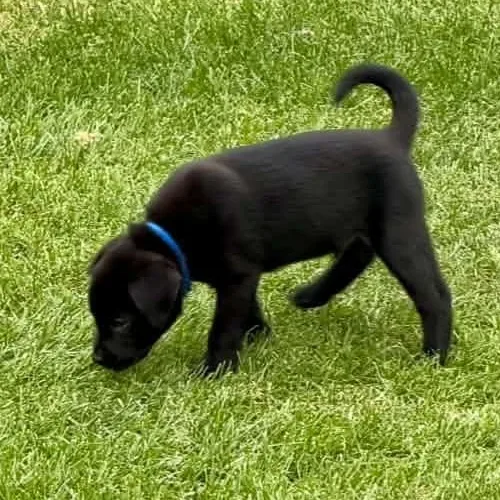 A young medium-sized male Mixed Breed dog named Tom Haverford for adoption in Racine, WI