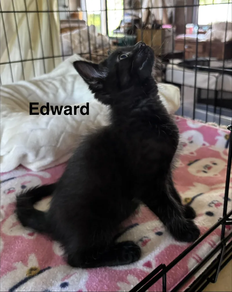 Edward  The Pretty thumbnail 3