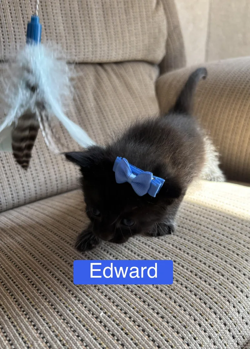 Edward  The Pretty thumbnail 4