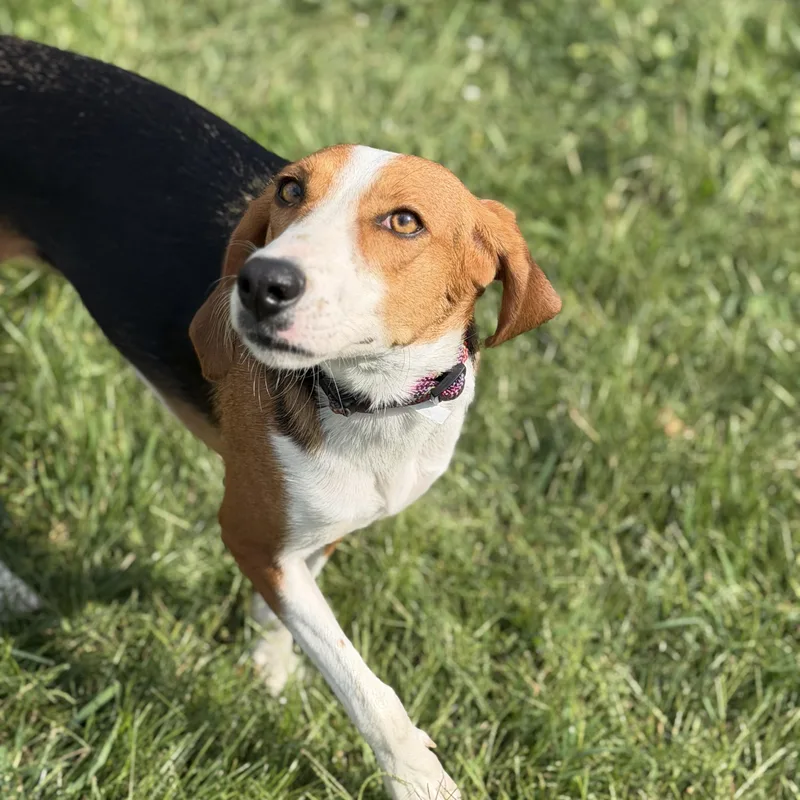 An adult medium-sized female American Foxhound dog named Jillian for adoption in Plainfield, IL