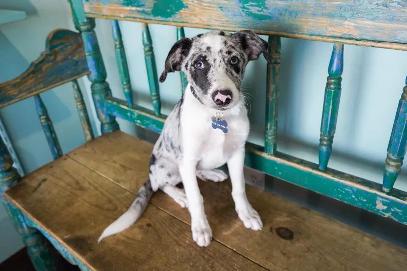 A young medium-sized male Border Collie dog named Reed for adoption in San Antonio, TX