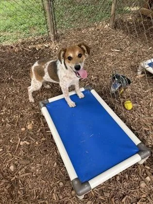 A baby medium-sized female Fox Terrier dog named Ginger for adoption in Cumming, GA