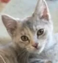 A baby small-sized female Domestic Short Hair cat named Ruffles for adoption in Verona, WI