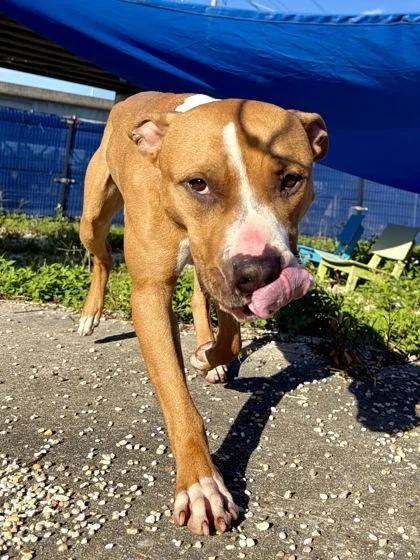 An adult medium-sized male Boxer dog named Rannells for adoption in New Orleans, LA