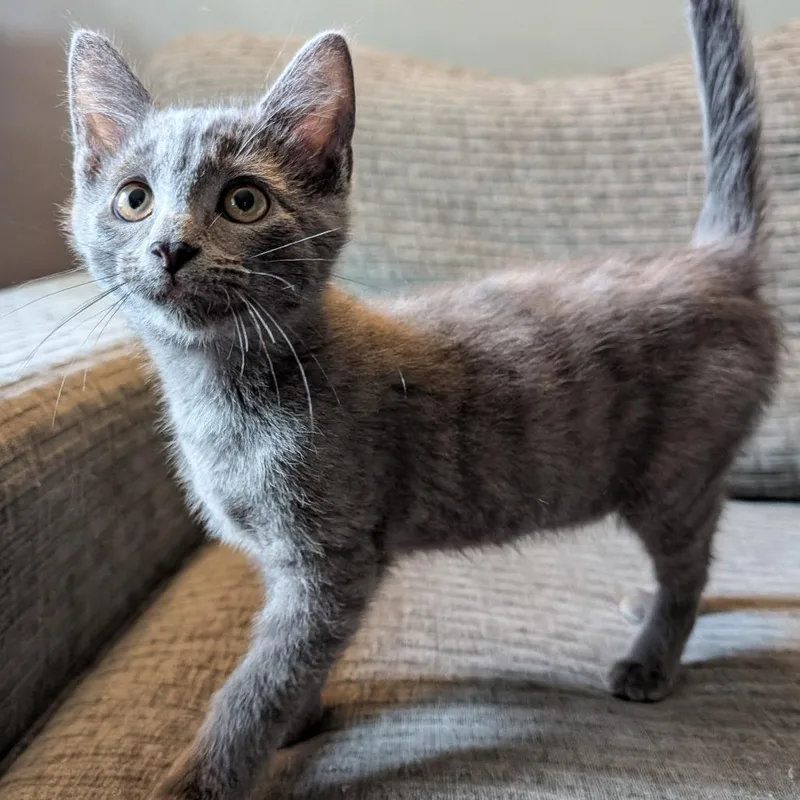 A baby small-sized male Gray / Blue / Silver Domestic Short Hair cat named George for adoption in Cincinnati, OH