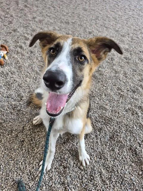 A young large-sized male Australian Shepherd dog named Banjo for adoption in Mesa, AZ
