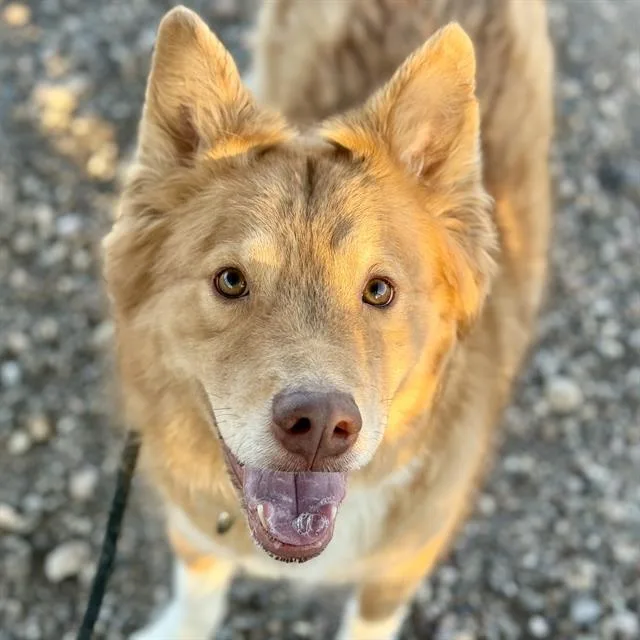 A young large-sized male Husky dog named Mochi for adoption in Tucson, AZ