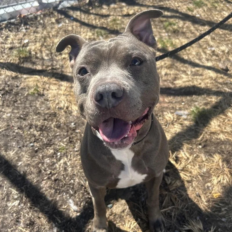 An adult medium-sized male Gray / Blue / Silver Pit Bull Terrier dog named Raffaele for adoption in Weimar, CA