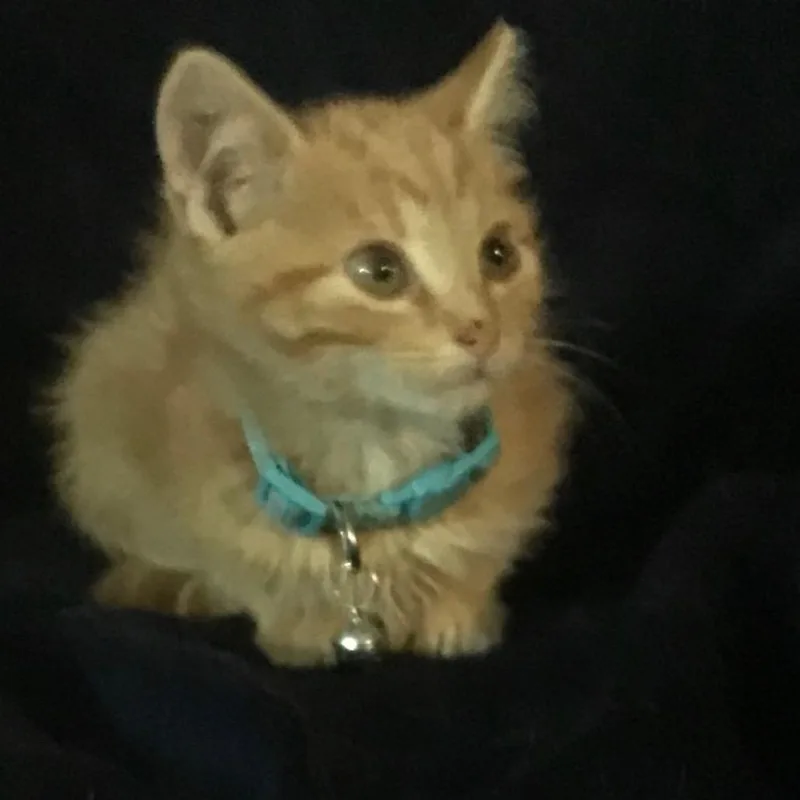 A baby small-sized female Orange / Red Domestic Medium Hair cat named Tonks for adoption in Fredericksburg, VA