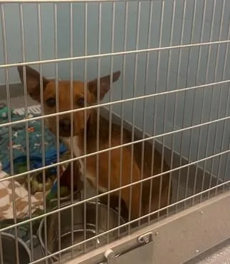 A young medium-sized female German Shepherd Dog dog named Starling for adoption in Toledo, OH