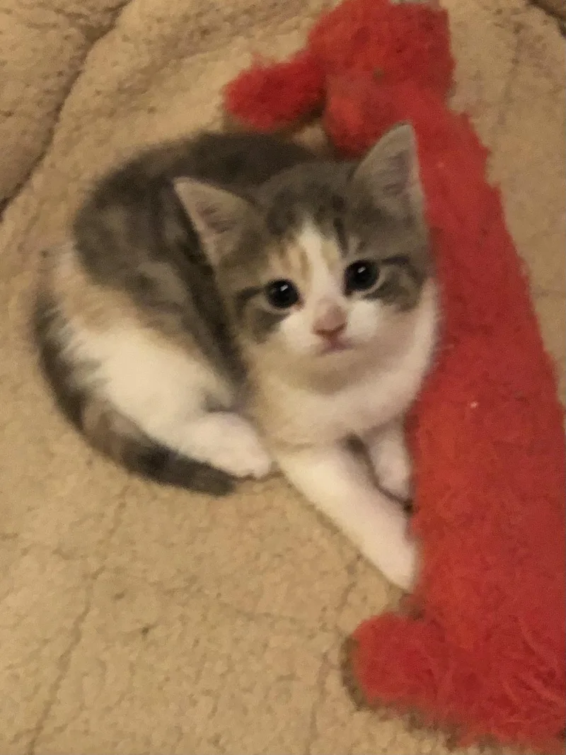 A baby medium-sized female Dilute Calico Calico cat named Ginger for adoption in Clifton, NJ