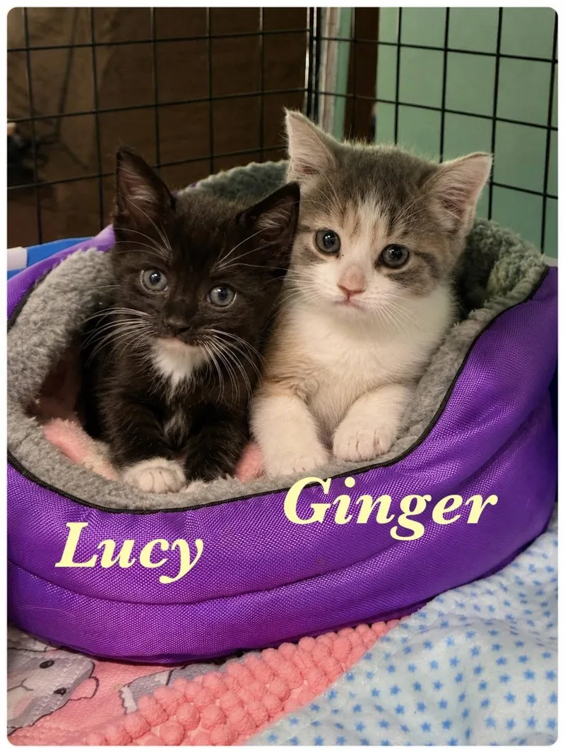 Ginger thumbnail 4